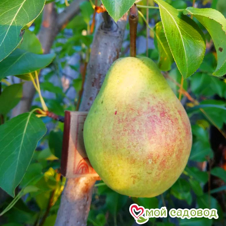 Груша Забава