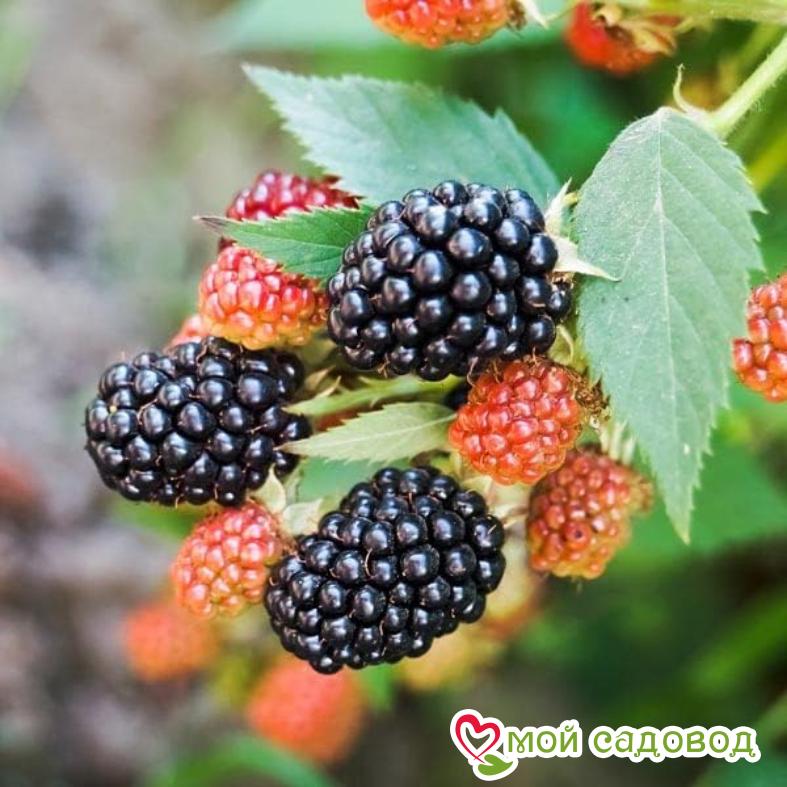 Ежевика кустистая "Гималаи"