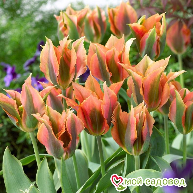 Тюльпан зеленоцветный Грин Ривер