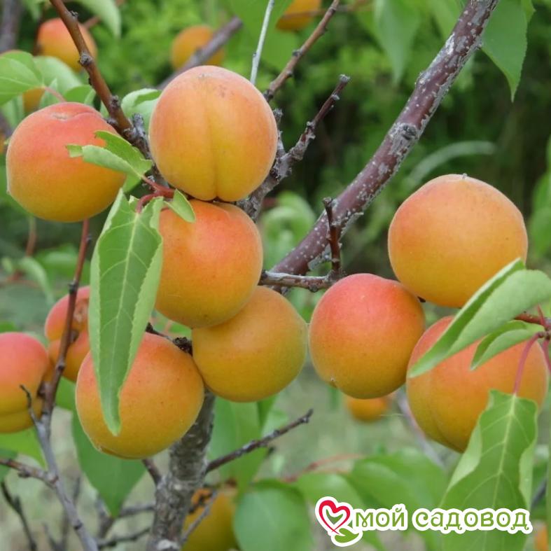 Абрикос Амурский ранний