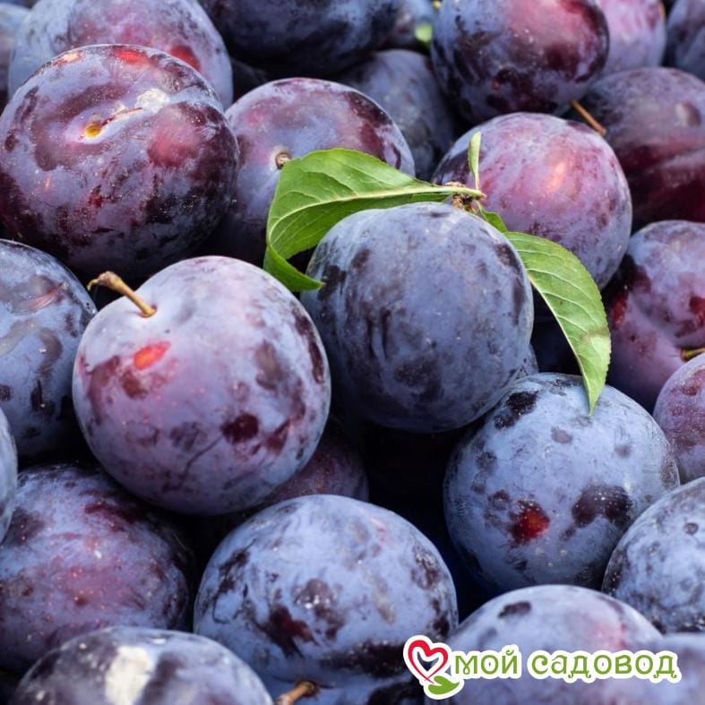 Слива Богатырская