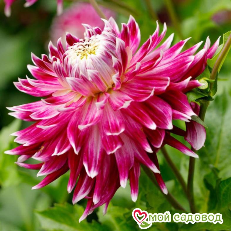 Георгина декоративная Ванкувер (Vancouver)