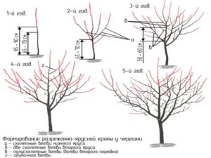 саженцы черешни