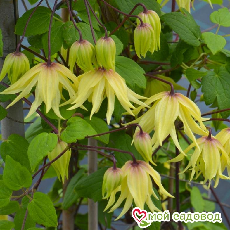 Клематис Голден Дрим