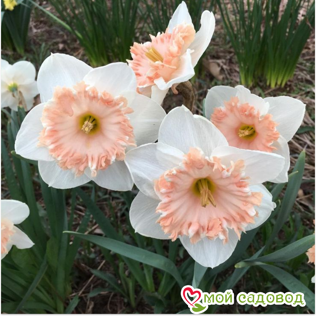 Нарцисс Сентинель