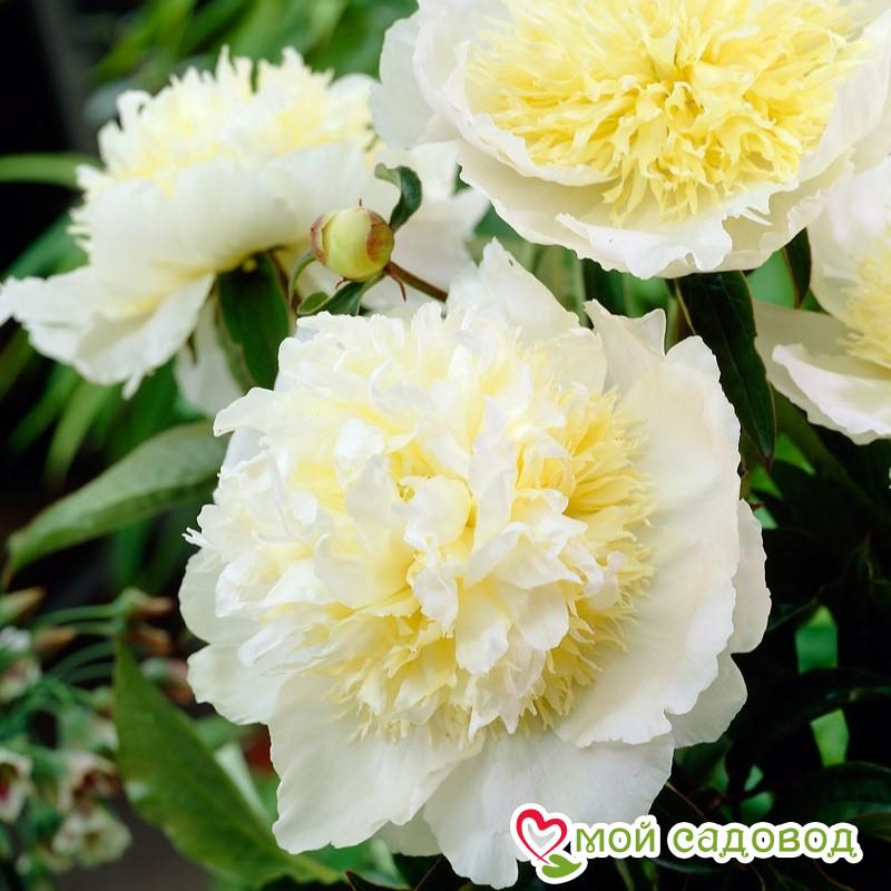 Пион Хани Голд